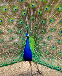 Peacock 1