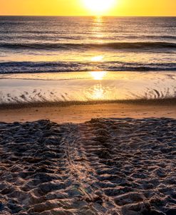 Sea Turtle Track 2