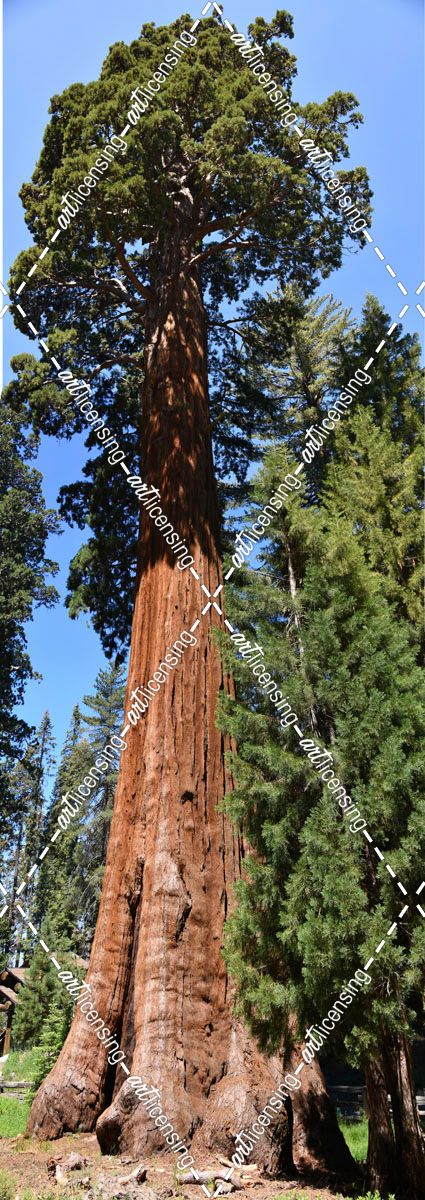 Giant Sequoia_P