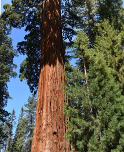 Giant Sequoia_P