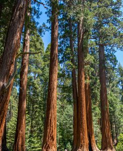 Hiker On Big Trees Trail