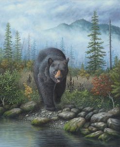 Smoky Mountain Black Bear