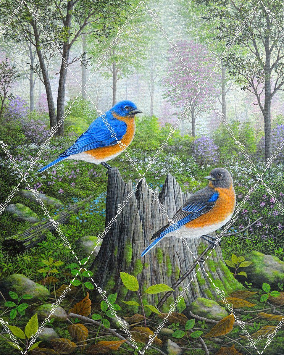 Spring Bluebirds