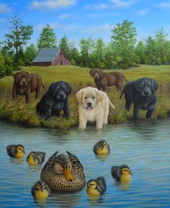 Puppies And Ducklings