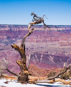 Dead Tree In Grand Canyon Ii