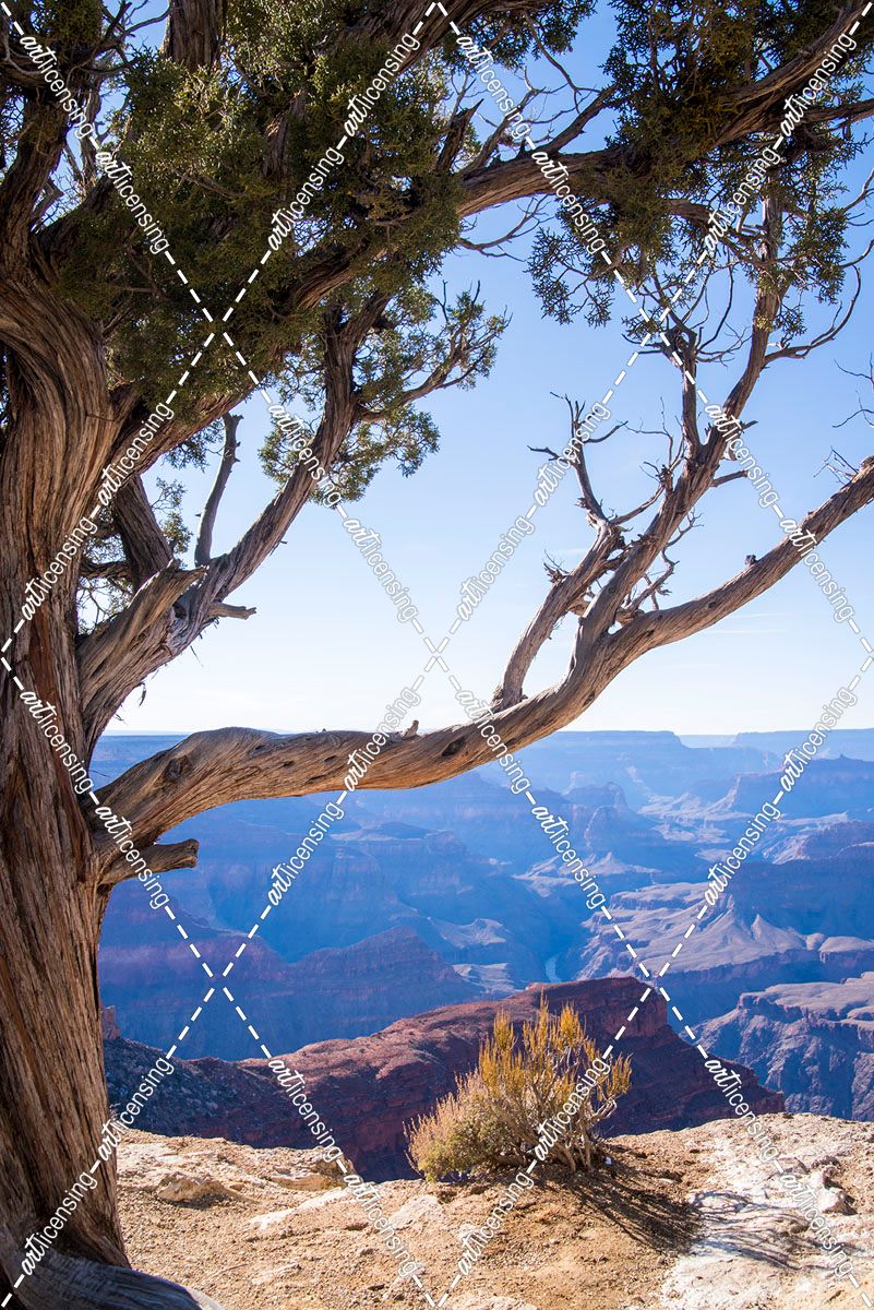 Dead Tree In Grand Canyon