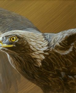 Golden Eagle