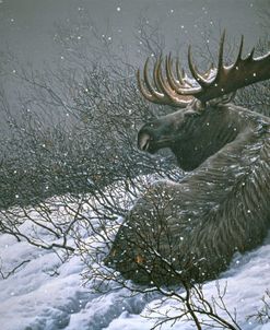 Moose In The  Brush