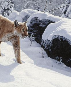 Soft Snow- Cougar