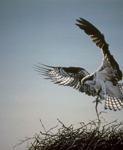 Nest Builder