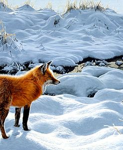 Icy Morning- Red Fox
