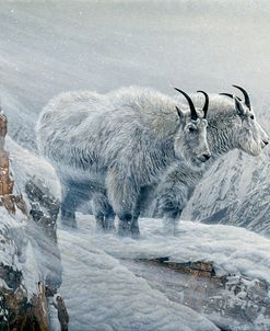 Winter’s Fury Mountain Goat