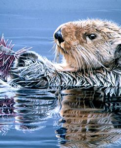 Sea Otter With Urchin