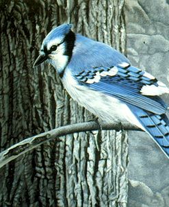 Backyard Jay