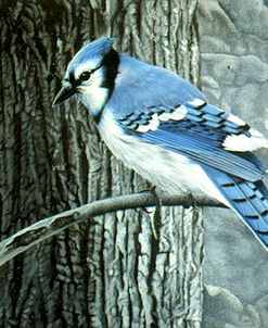 Backyard Jay