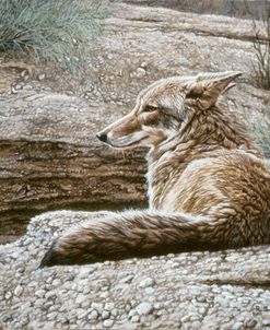 Resting Coyote
