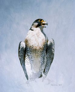 Peregrine Falcon