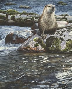 Riverside Pause- River Otter