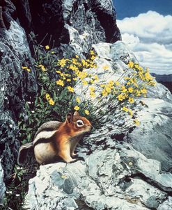 Mountain Bloom- Ground Squirrel