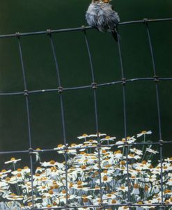 House Sparrow & Daises