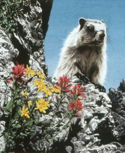 Young Marmot
