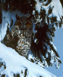 Long Eared Owl