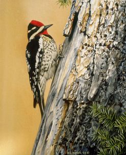 Yellow Bellied Sapsucker