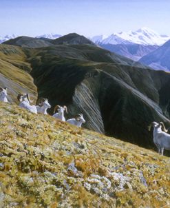 Dall Sheep