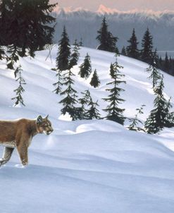 Cougar In Snow