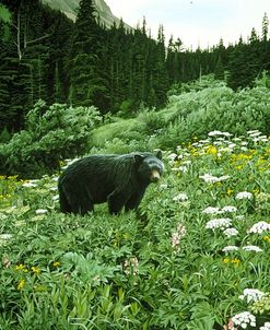 Old Man Of The Mountain- Black Bear