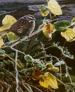 Song Sparrow On Salal