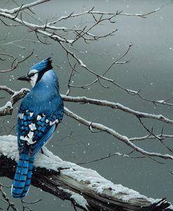 Winter Jay