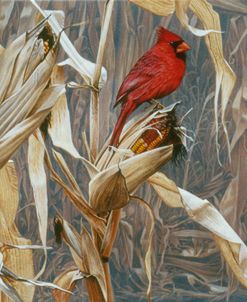 Autumn Cornfield – Cardinal