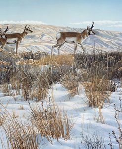 Walking The Ridge