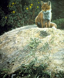 Fox Pup At Den Entrance