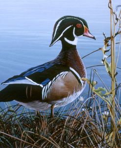 Duck At Waters Edge