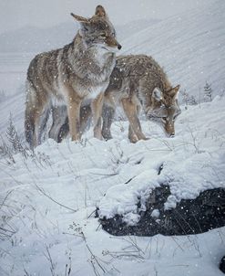 Winter Storm- Coyotes