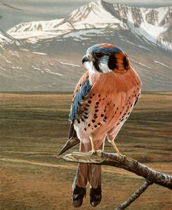 American Kestrel