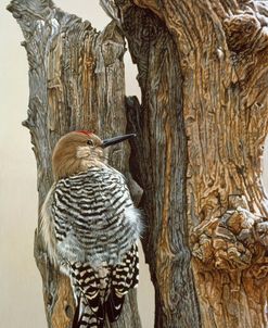 Gila Woodpecker