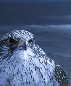 Gyr Falcon Portrait