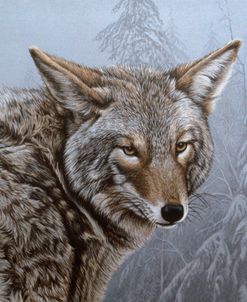 Coyote Portrait