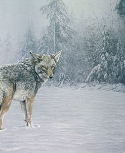 Coyote In Snow