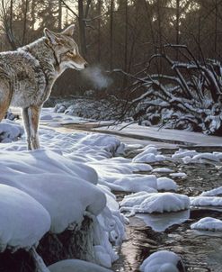 Winter Creek – Coyote