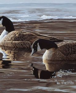 A Break In The Ice- Canada Geese