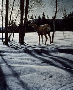 Afternoon Shadows- Mule Deer