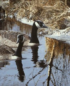 Spring Arrivals- Canada Geese