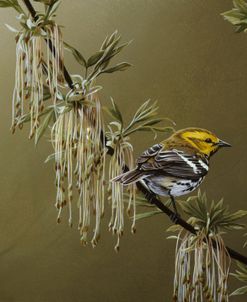 Black Throated Green Warbler