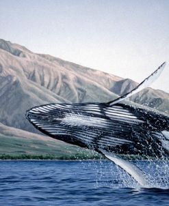 Breeching Humpbacks – Maui