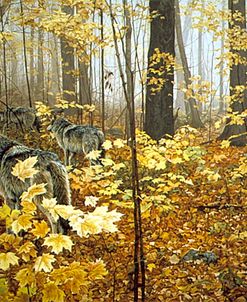 Autumn Maples – Wolves