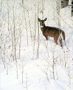 Deep Snow- Whitetail